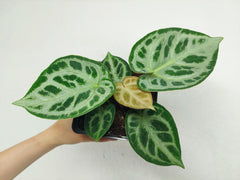 Anthurium Crystallinum Silver Blush