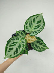Anthurium Crystallinum Silver Blush
