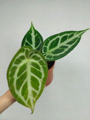 Anthurium Crystallinum Silver Blush