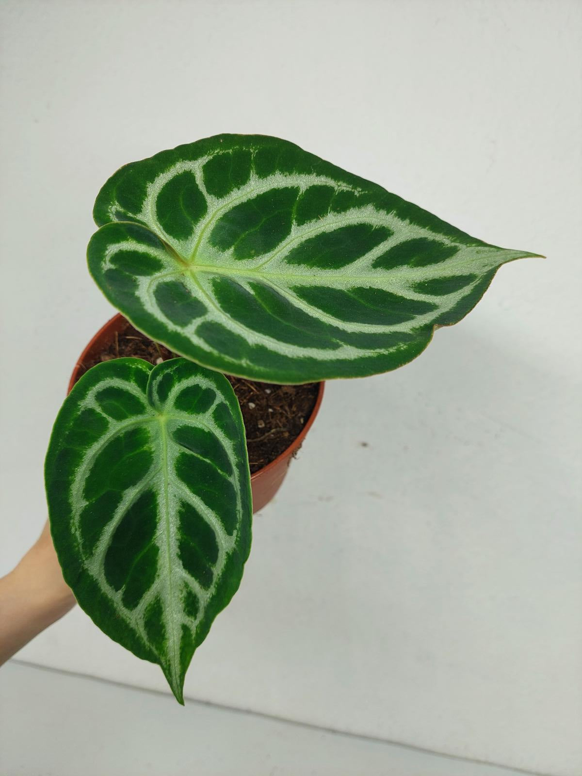 Anthurium Crystallinum Silver Blush