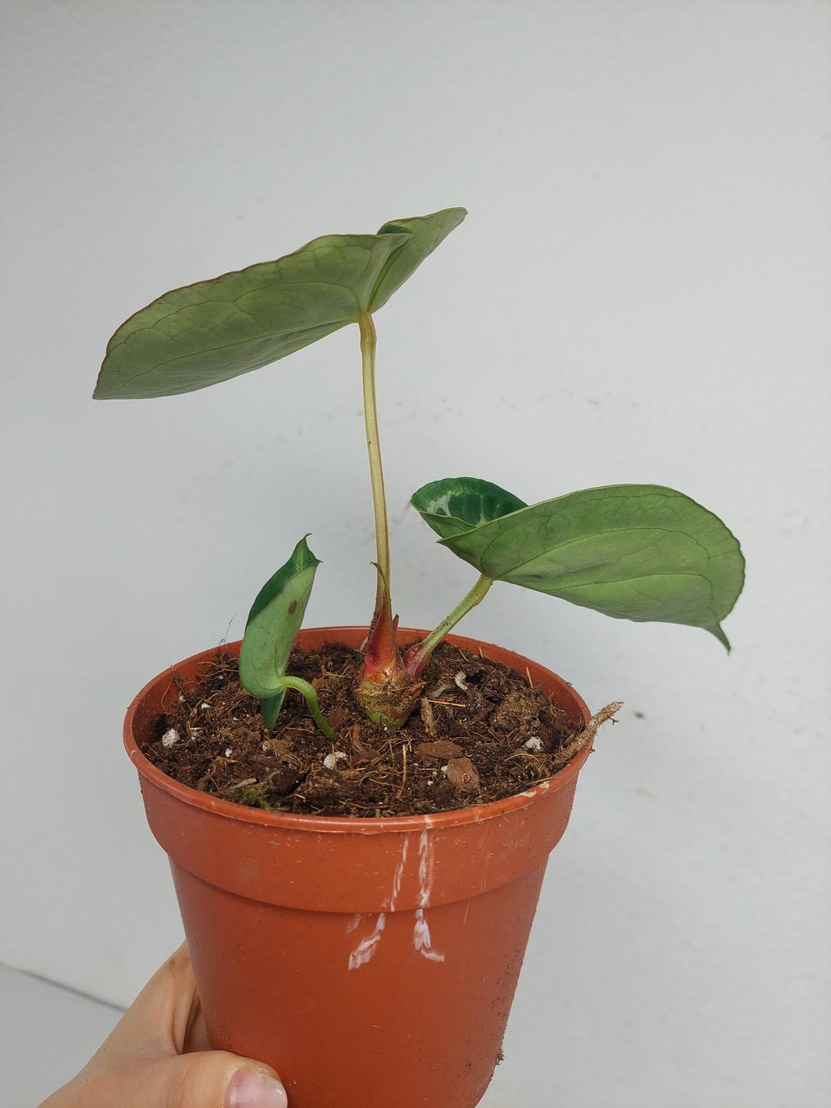 Anthurium Crystallinum Silver Blush