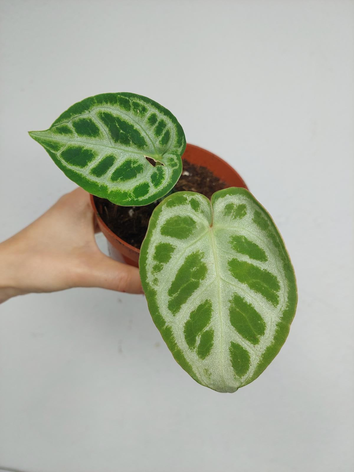 Anthurium Crystallinum Silver Blush