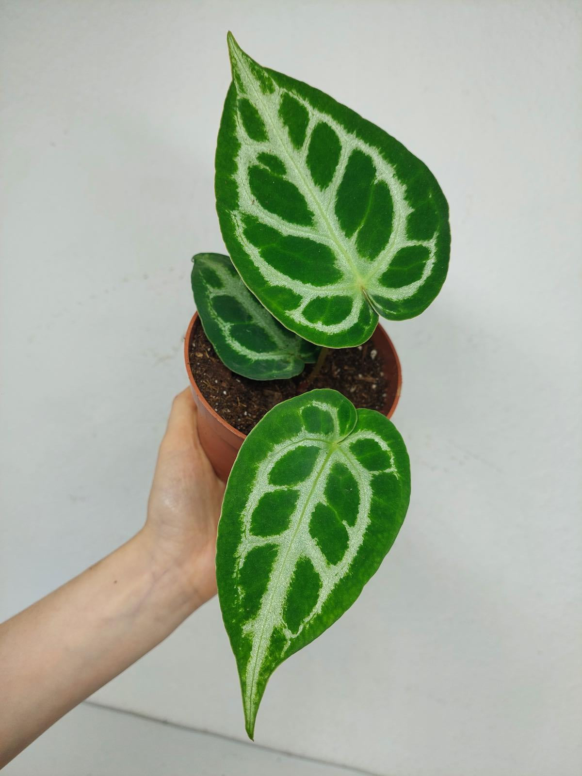 Anthurium Crystallinum Silver Blush