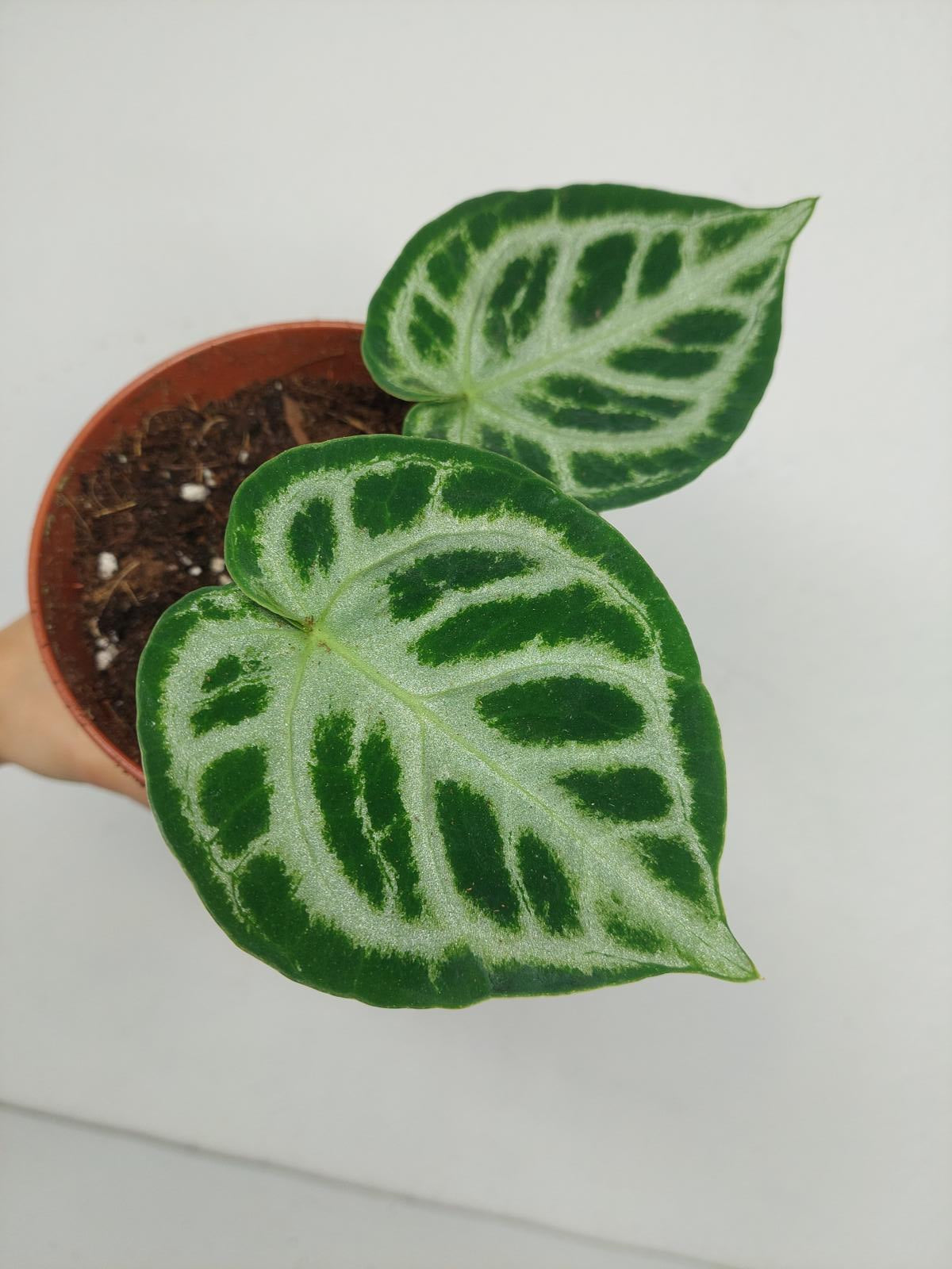 Anthurium Crystallinum Silver Blush