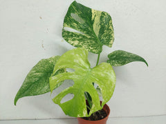 Monstera Mint