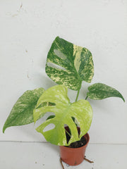 Monstera Mint