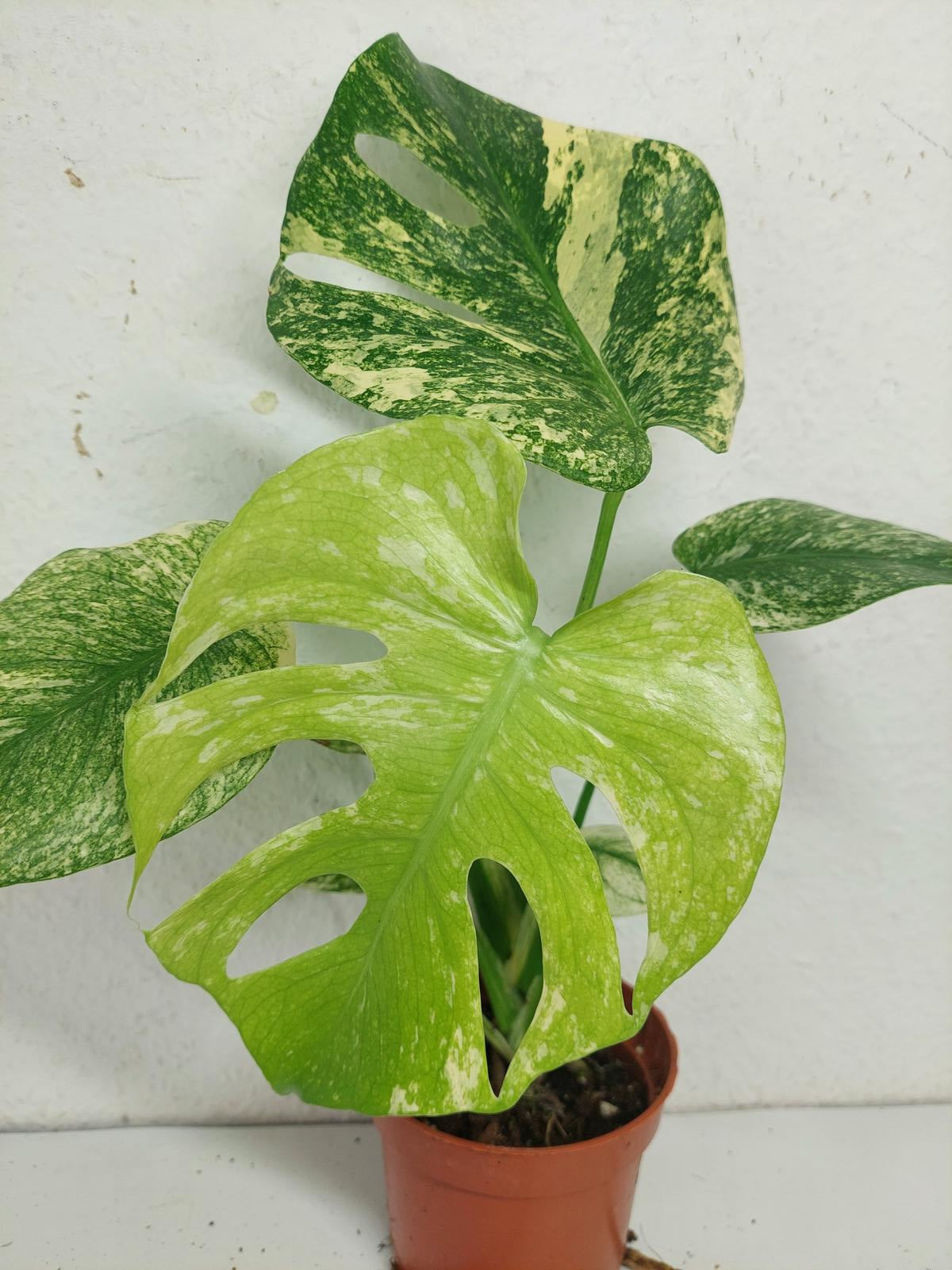 Monstera Mint