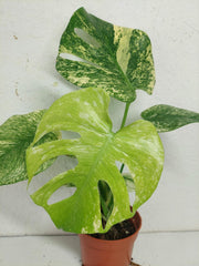 Monstera Mint