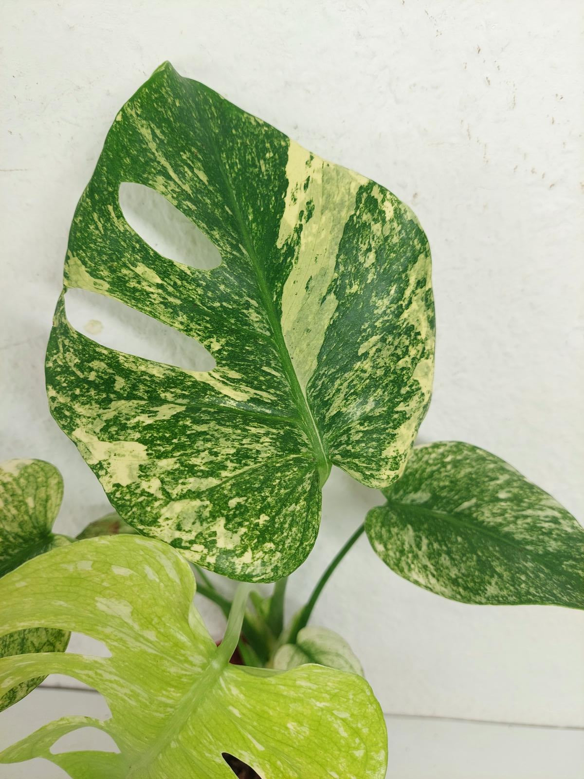 Monstera Mint