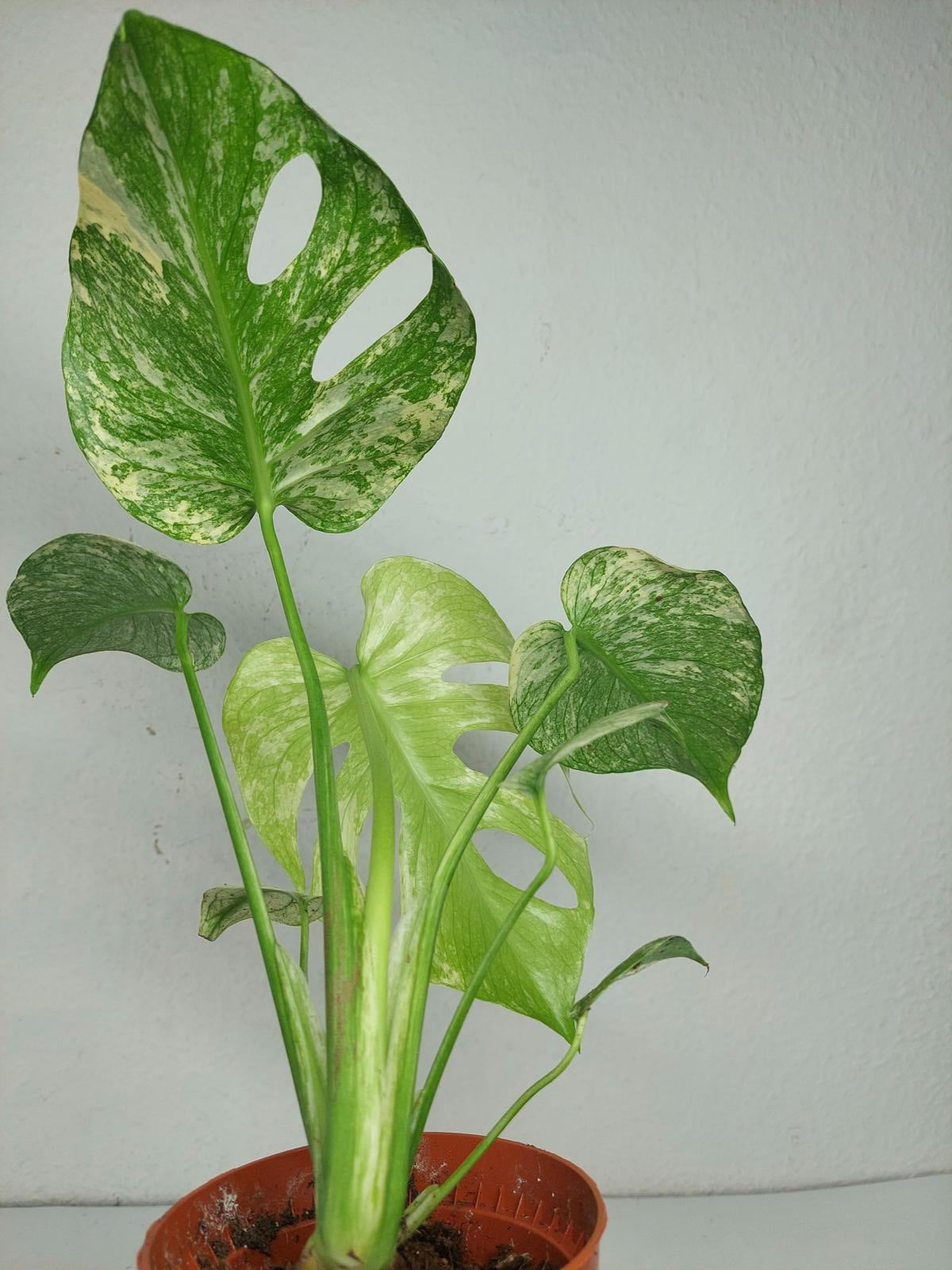 Monstera Mint