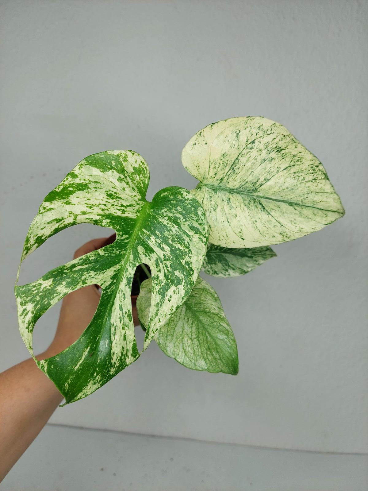 Monstera Mint