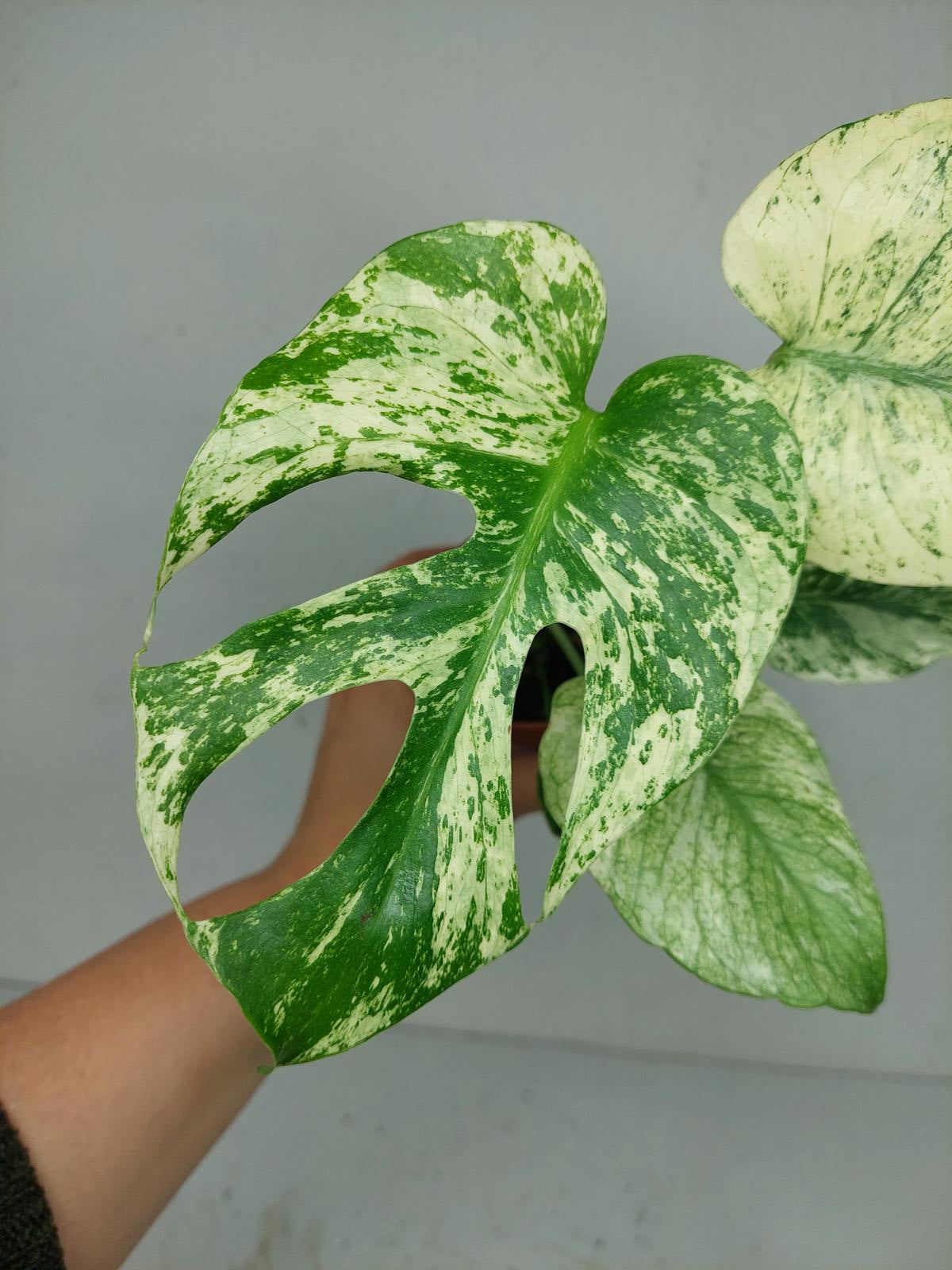 Monstera Mint