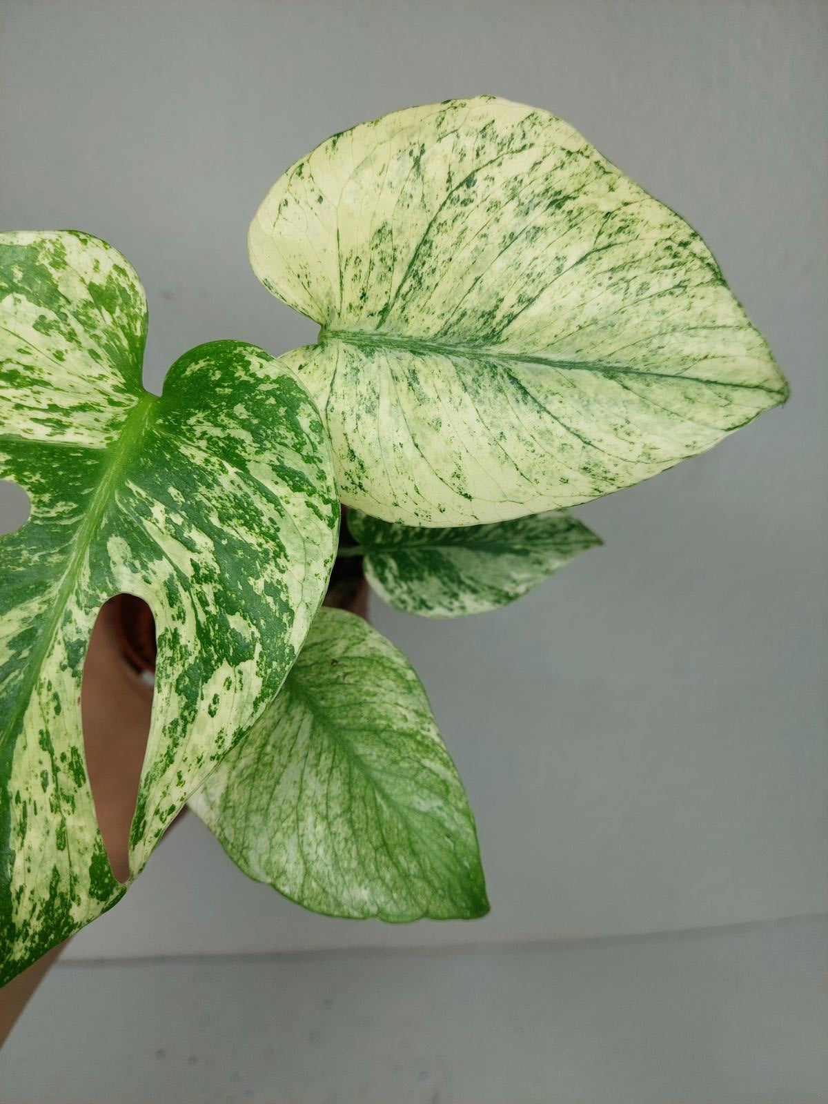 Monstera Mint