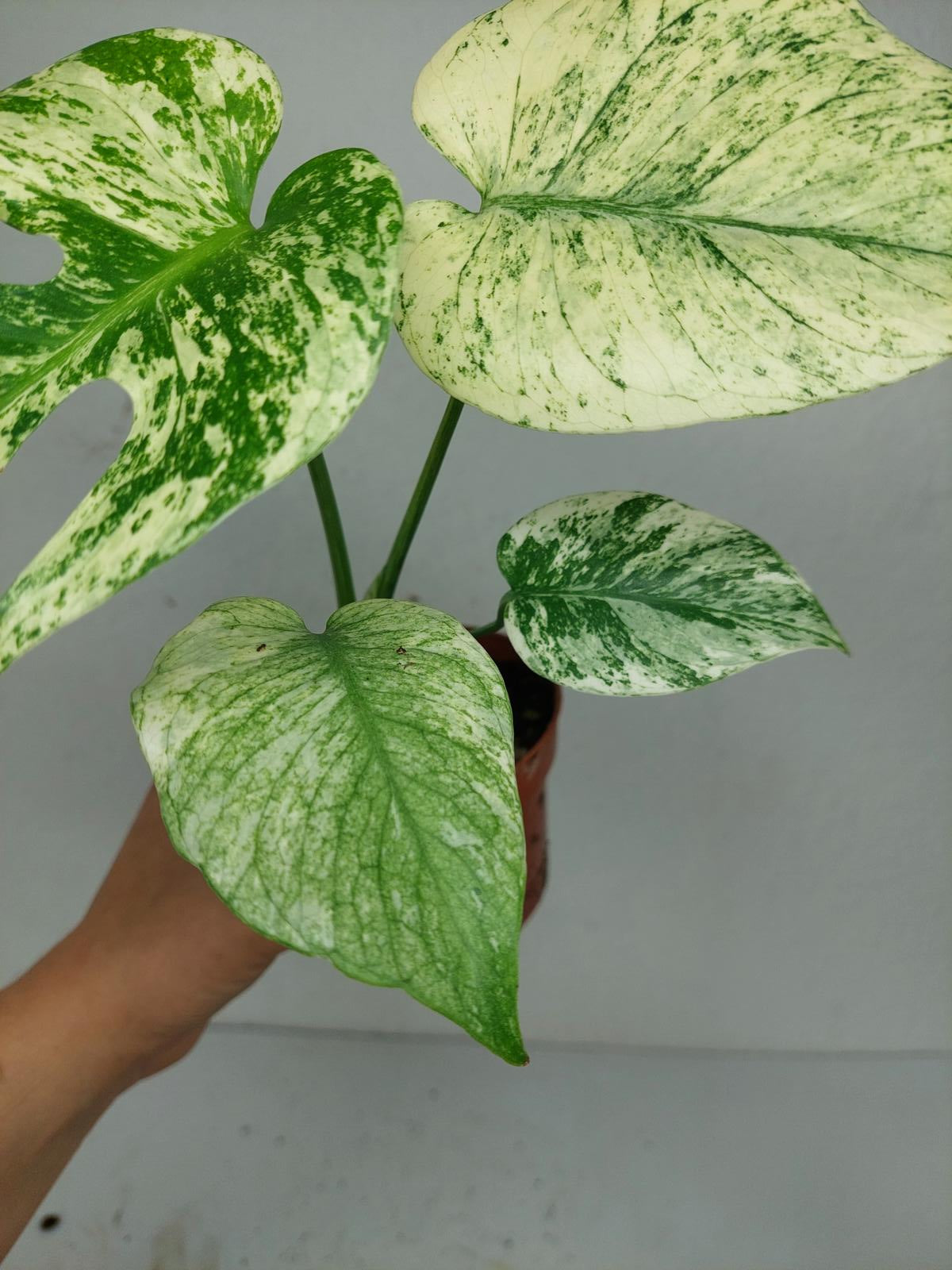 Monstera Mint