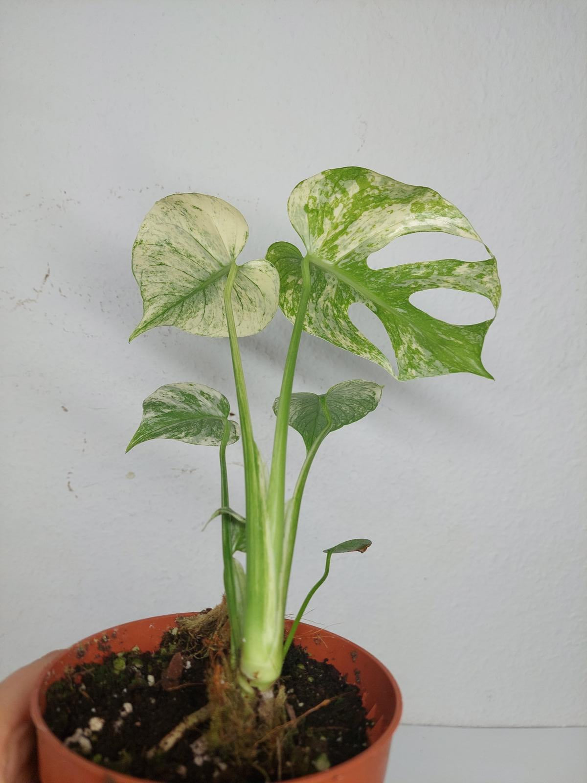 Monstera Mint