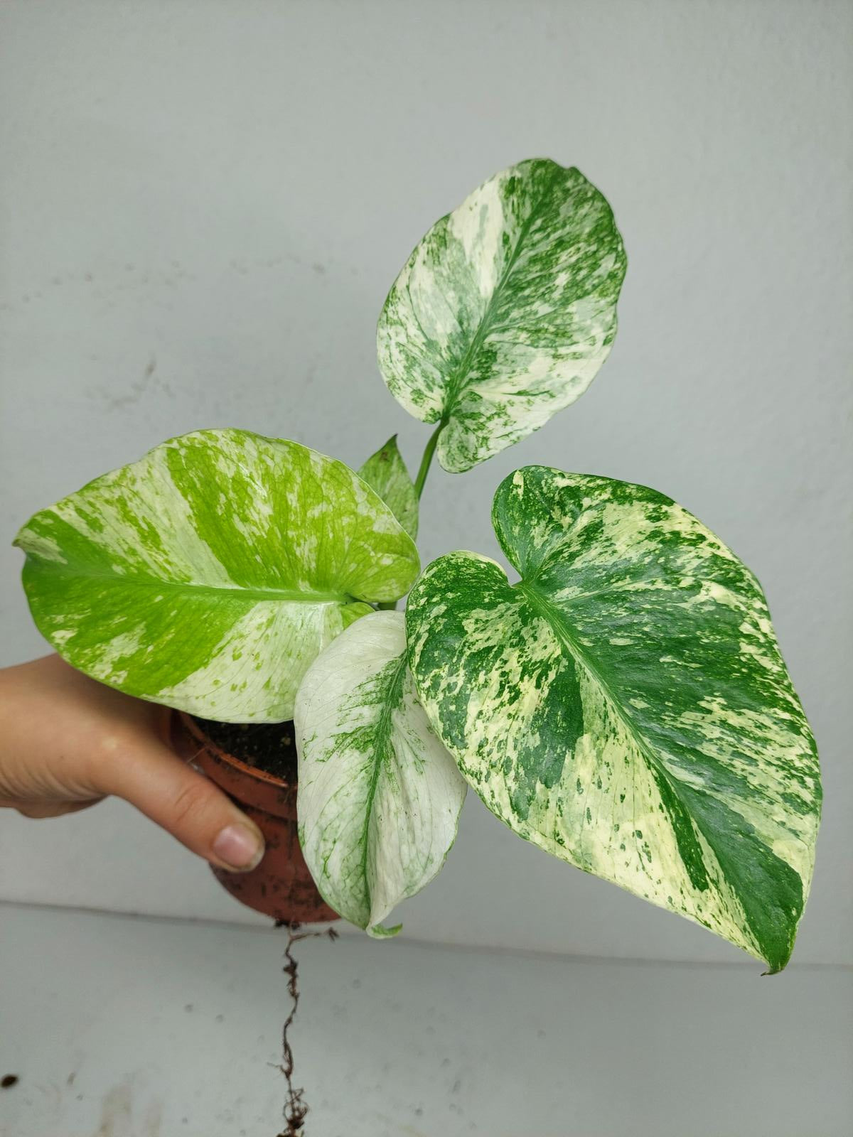 Monstera Mint