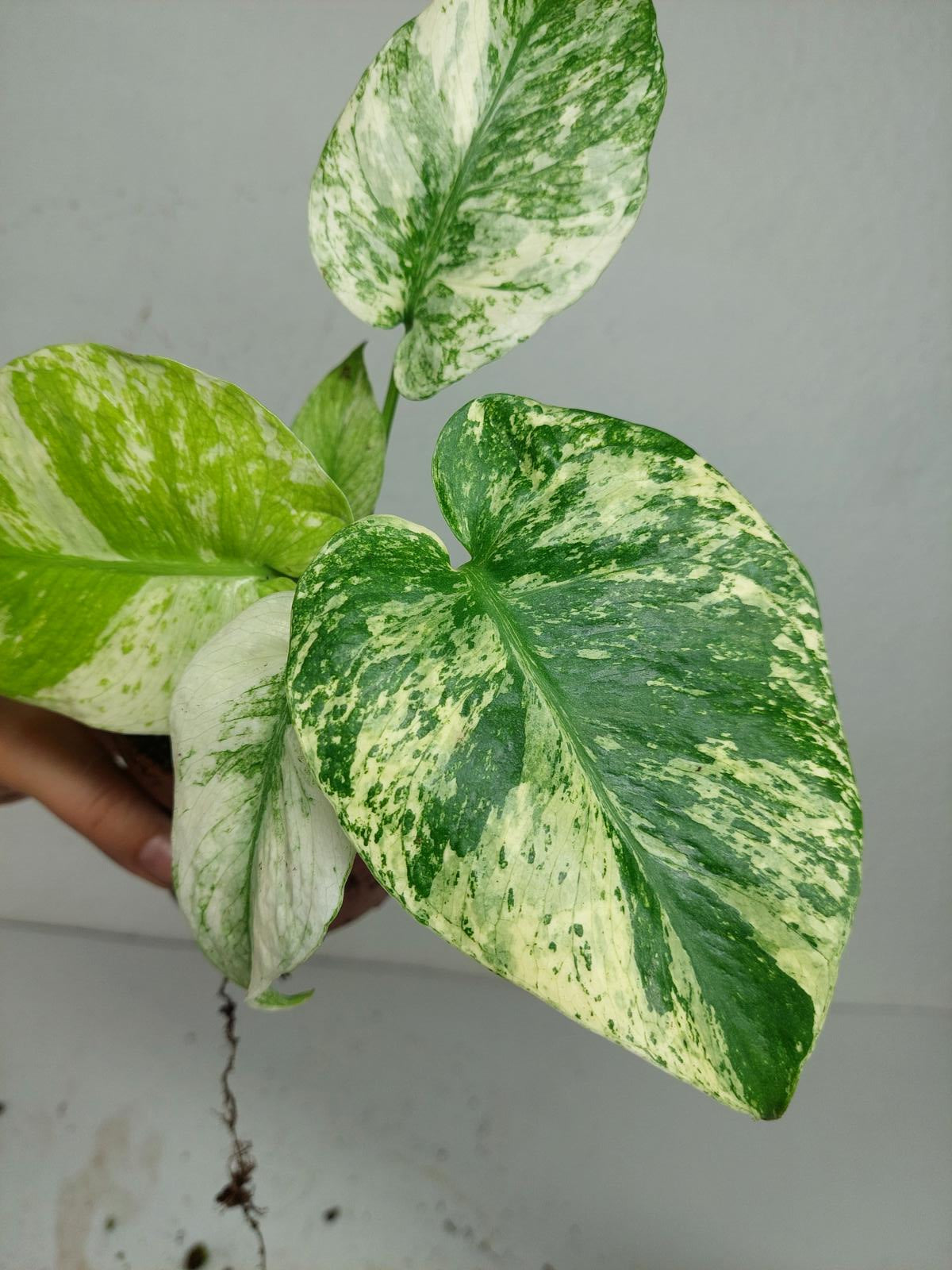Monstera Mint