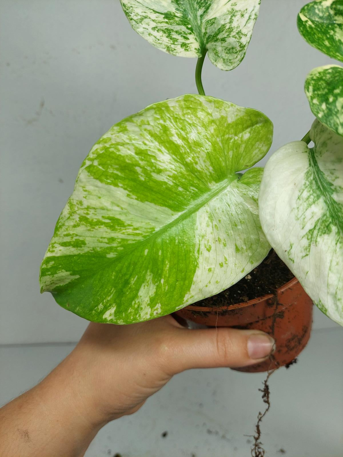 Monstera Mint
