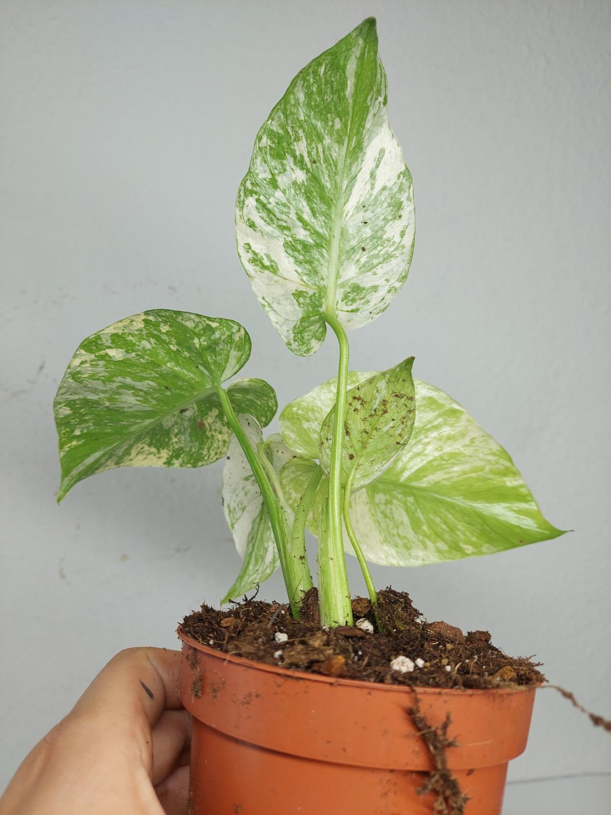 Monstera Mint