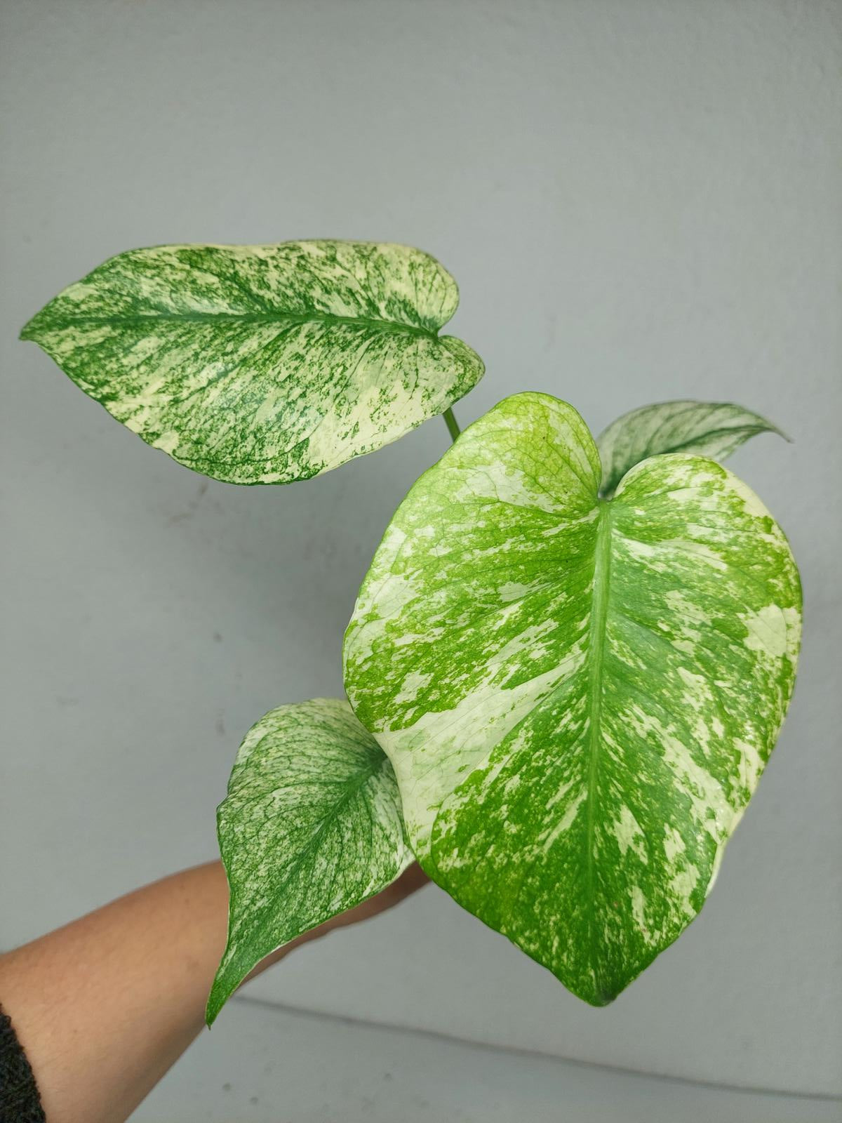 Monstera Mint