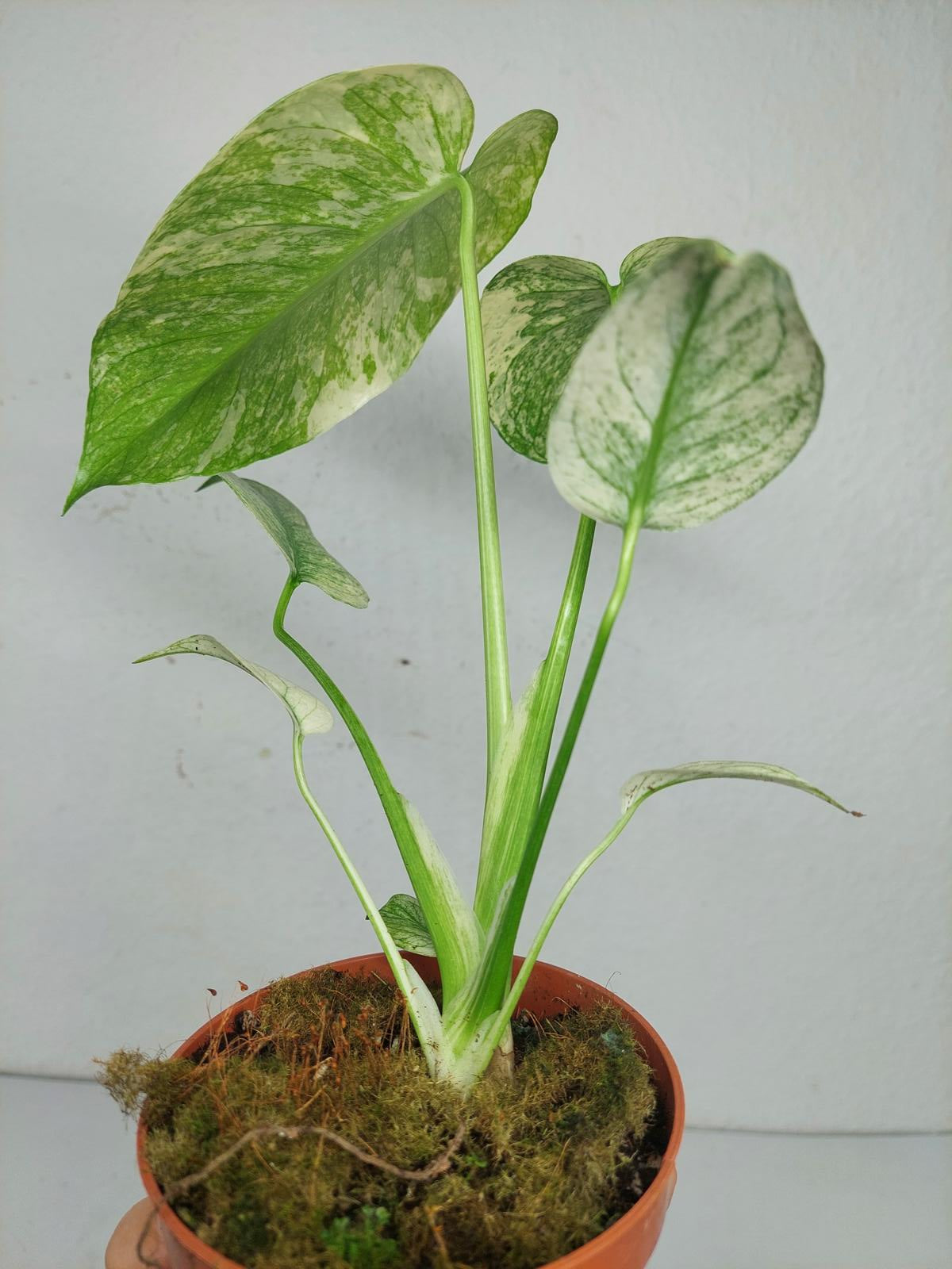 Monstera Mint