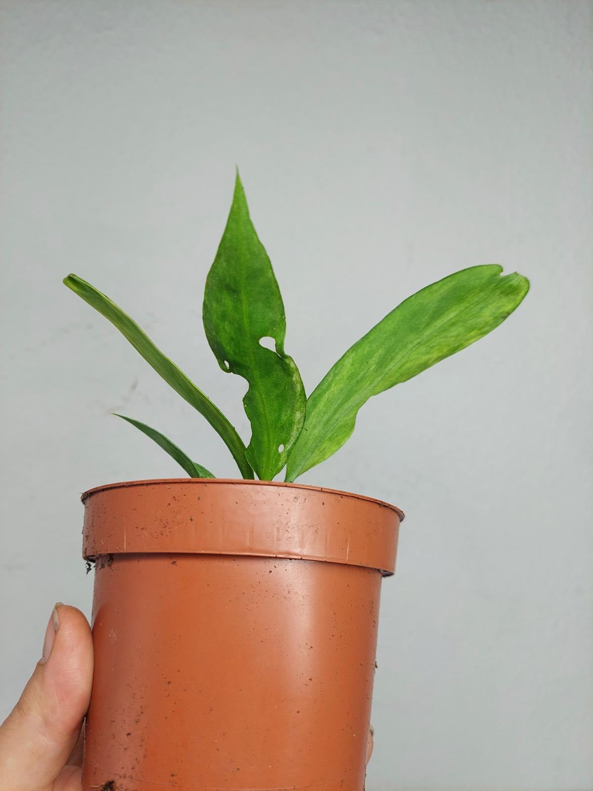 Anthurium Vittarifolium Variegata
