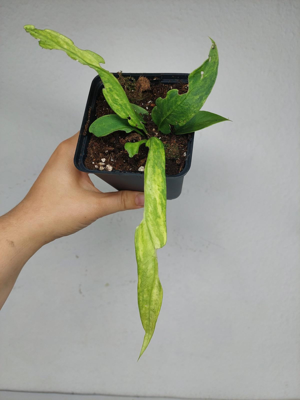 Anthurium Vittarifolium Variegata