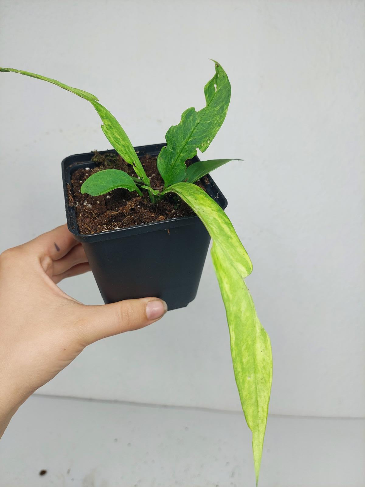 Anthurium Vittarifolium Variegata