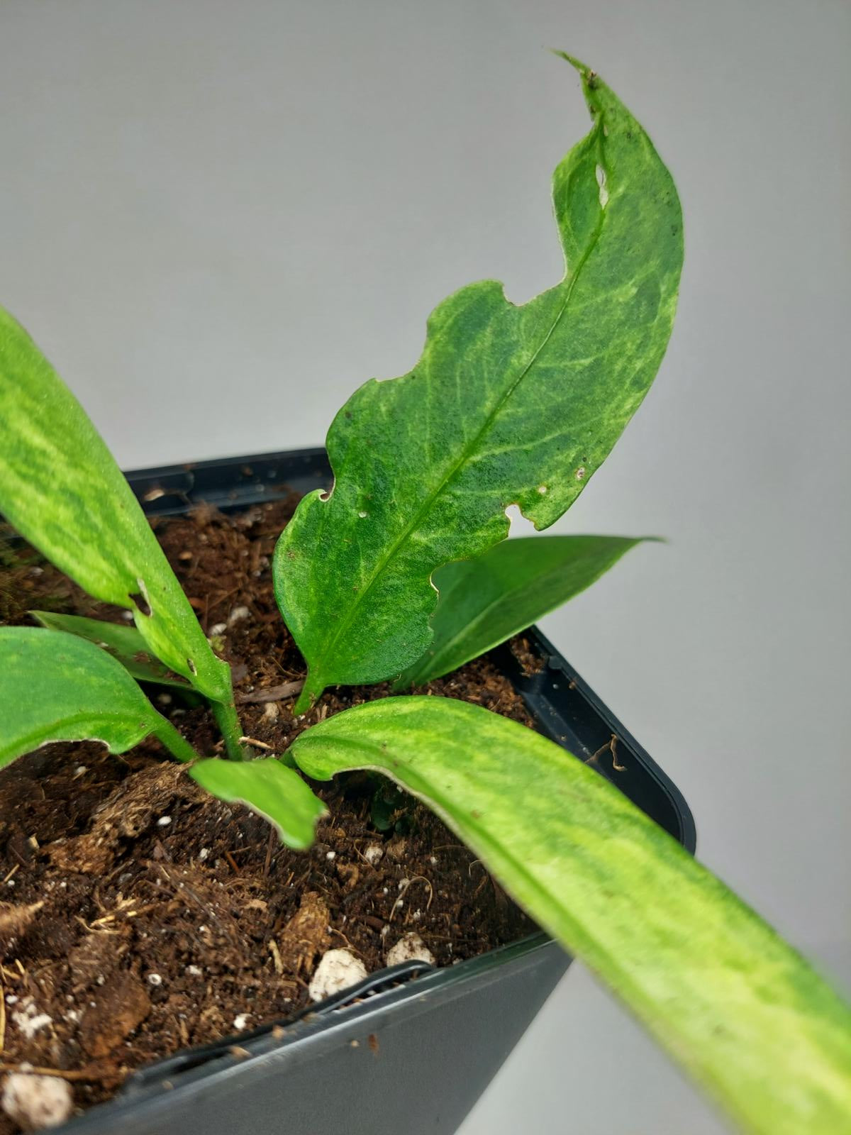 Anthurium Vittarifolium Variegata