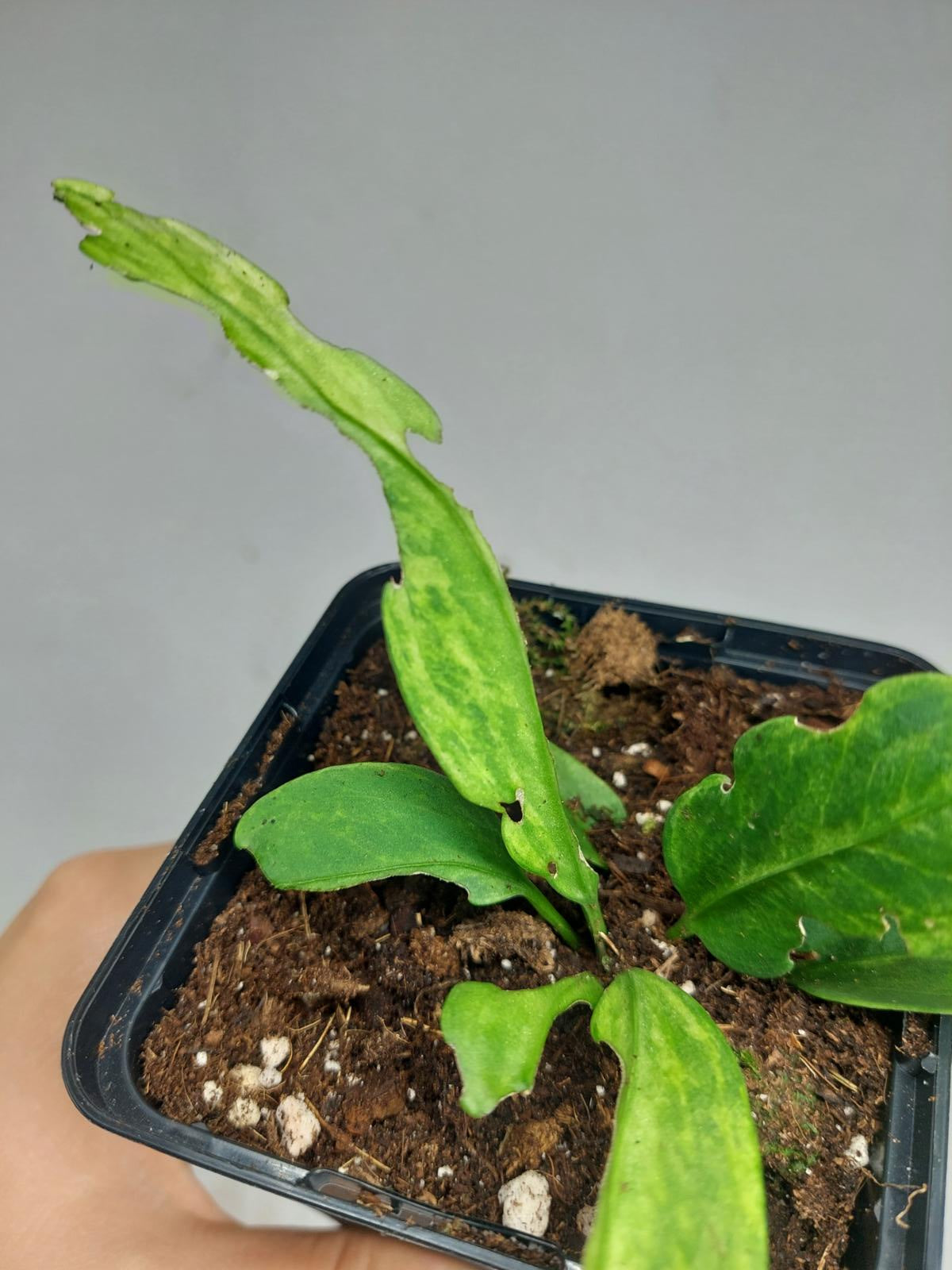 Anthurium Vittarifolium Variegata