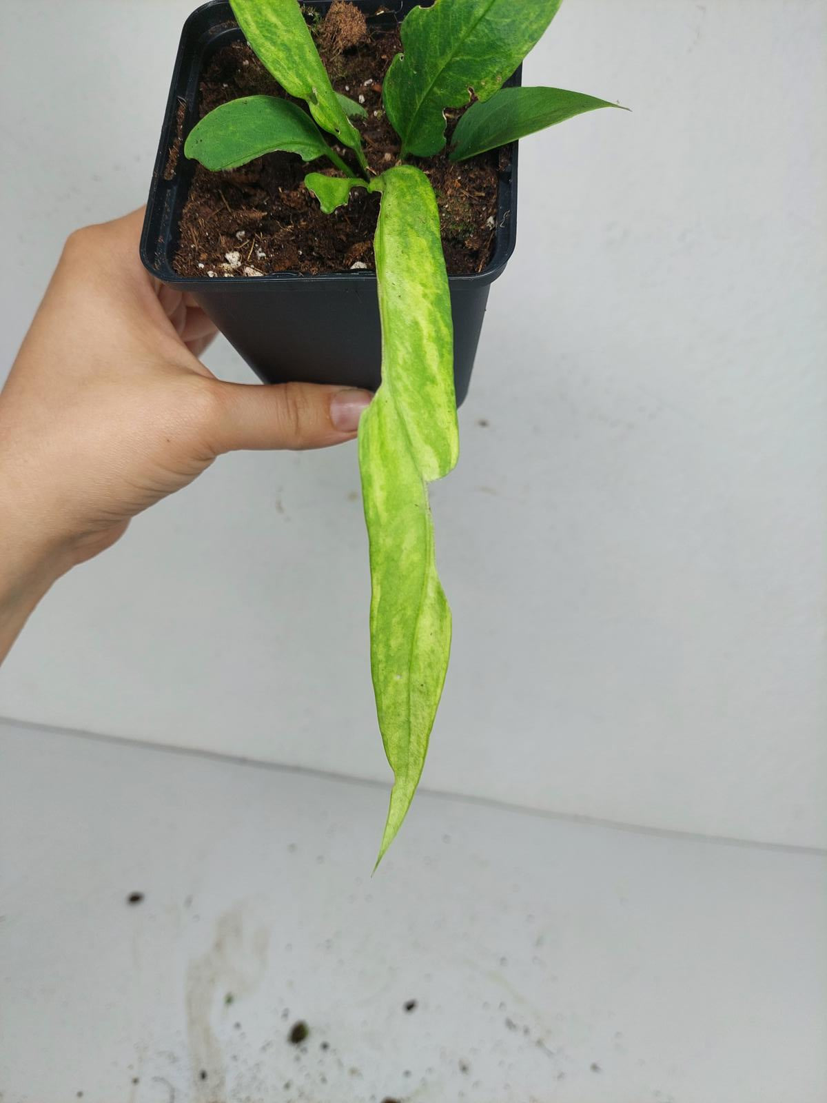 Anthurium Vittarifolium Variegata
