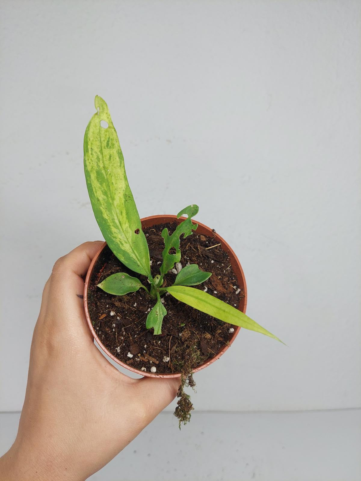 Anthurium Vittarifolium Variegata
