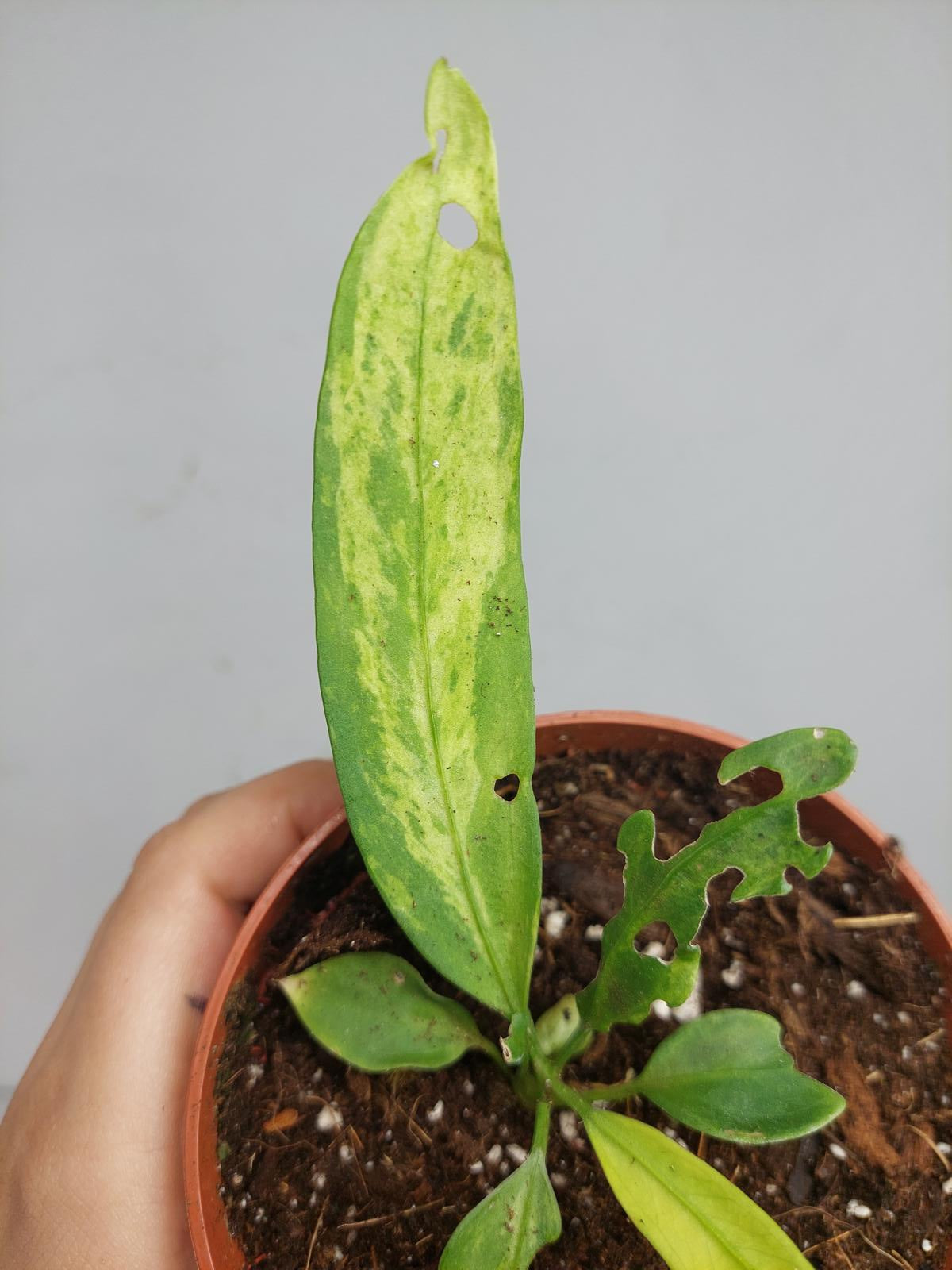 Anthurium Vittarifolium Variegata