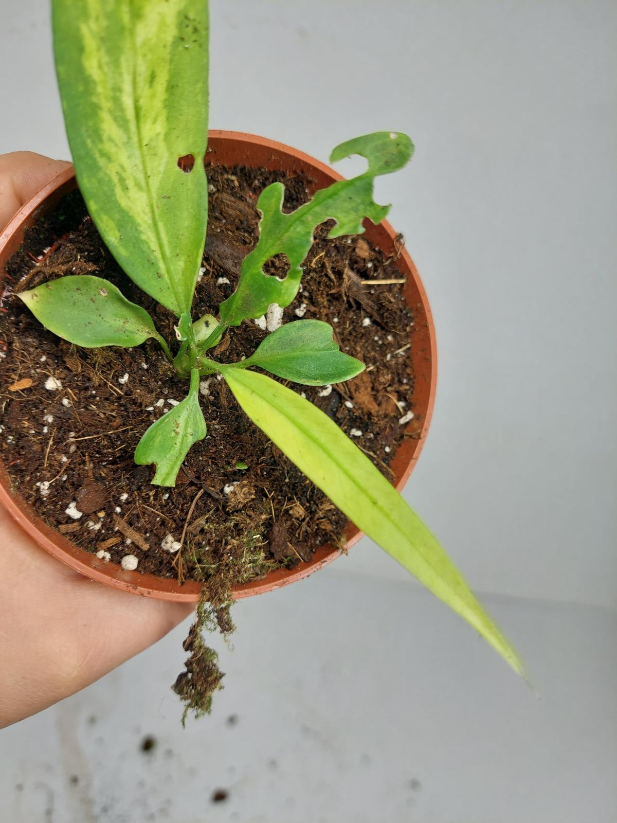 Anthurium Vittarifolium Variegata