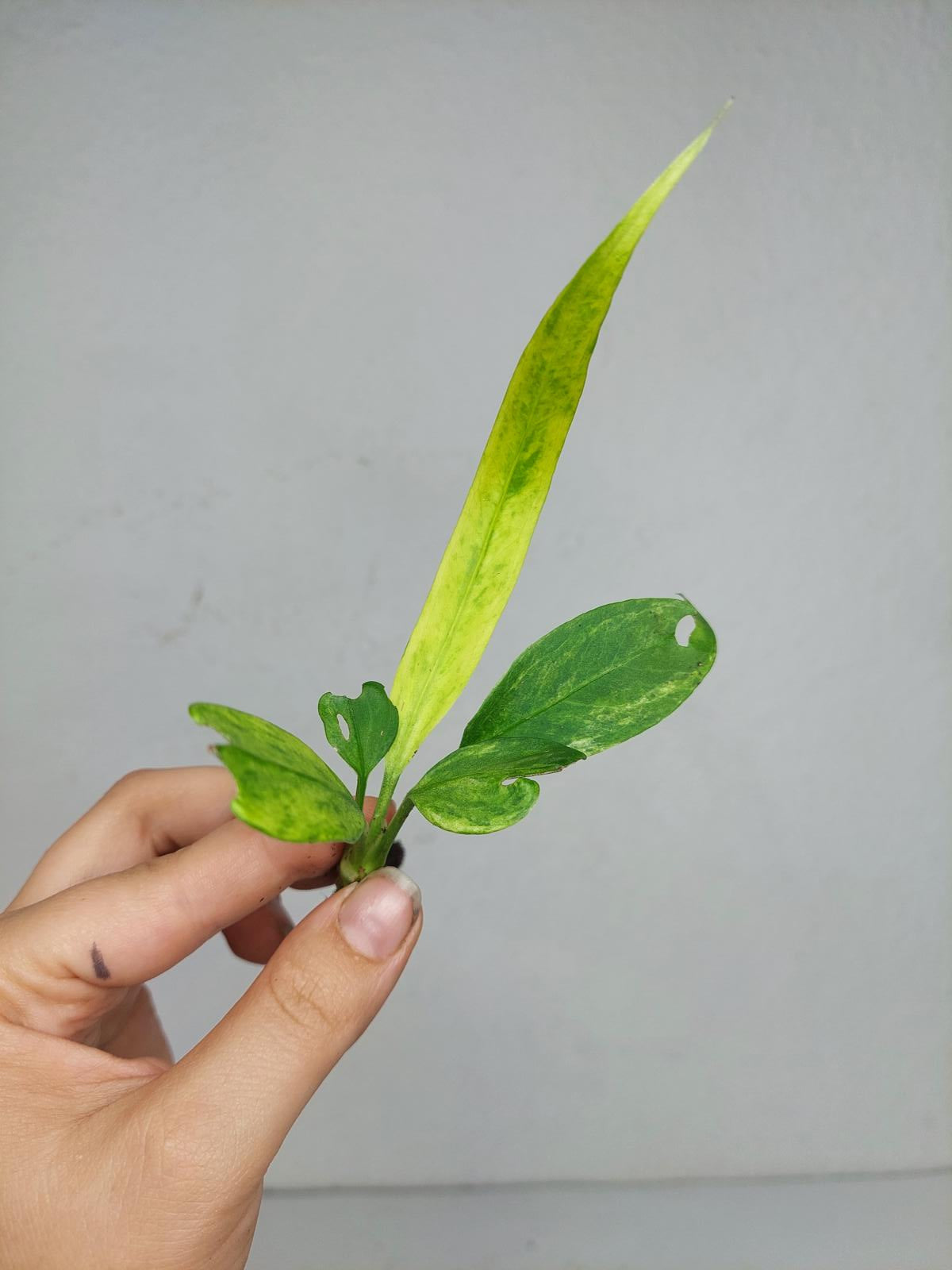Anthurium Vittarifolium Variegata