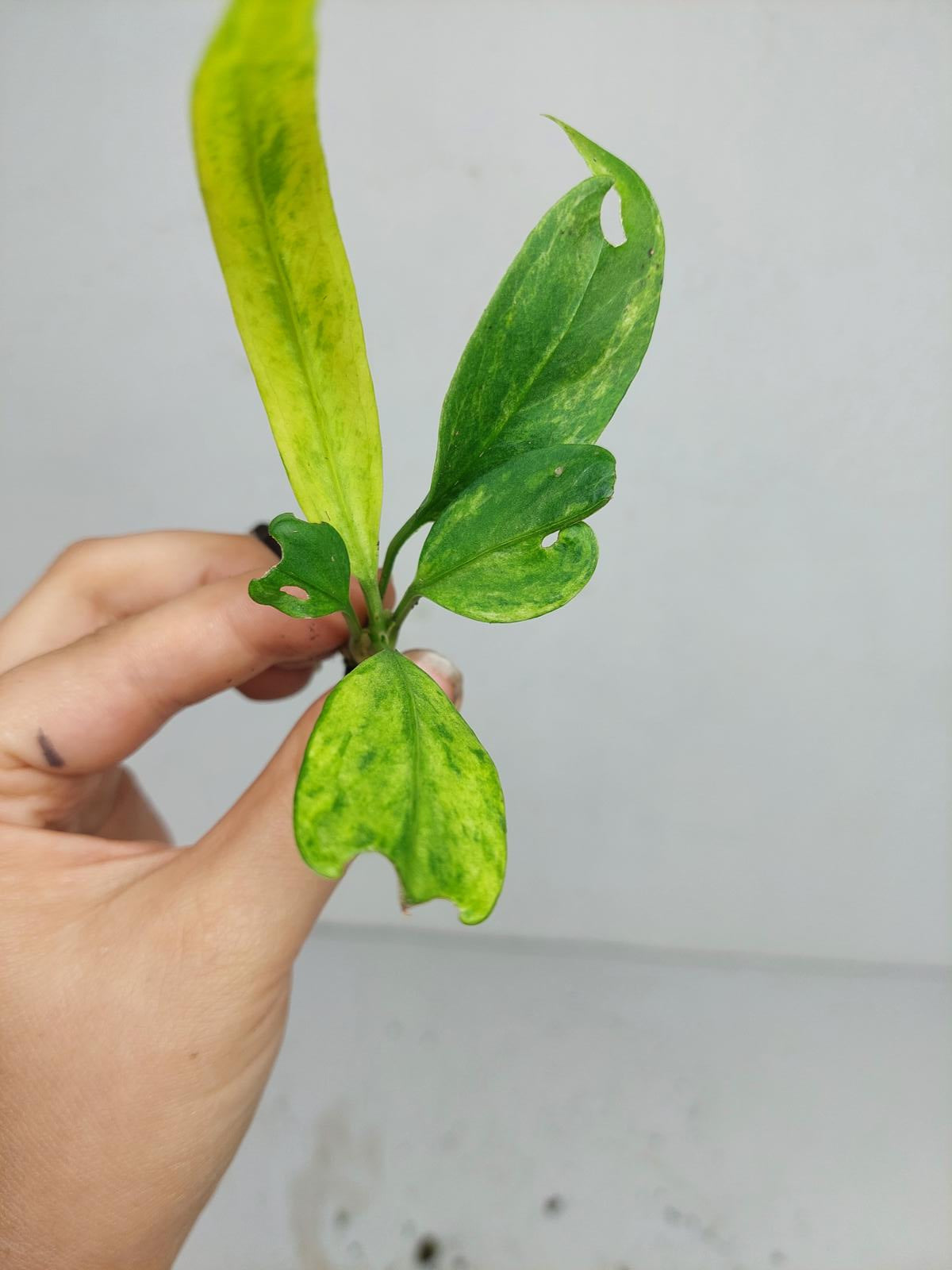 Anthurium Vittarifolium Variegata