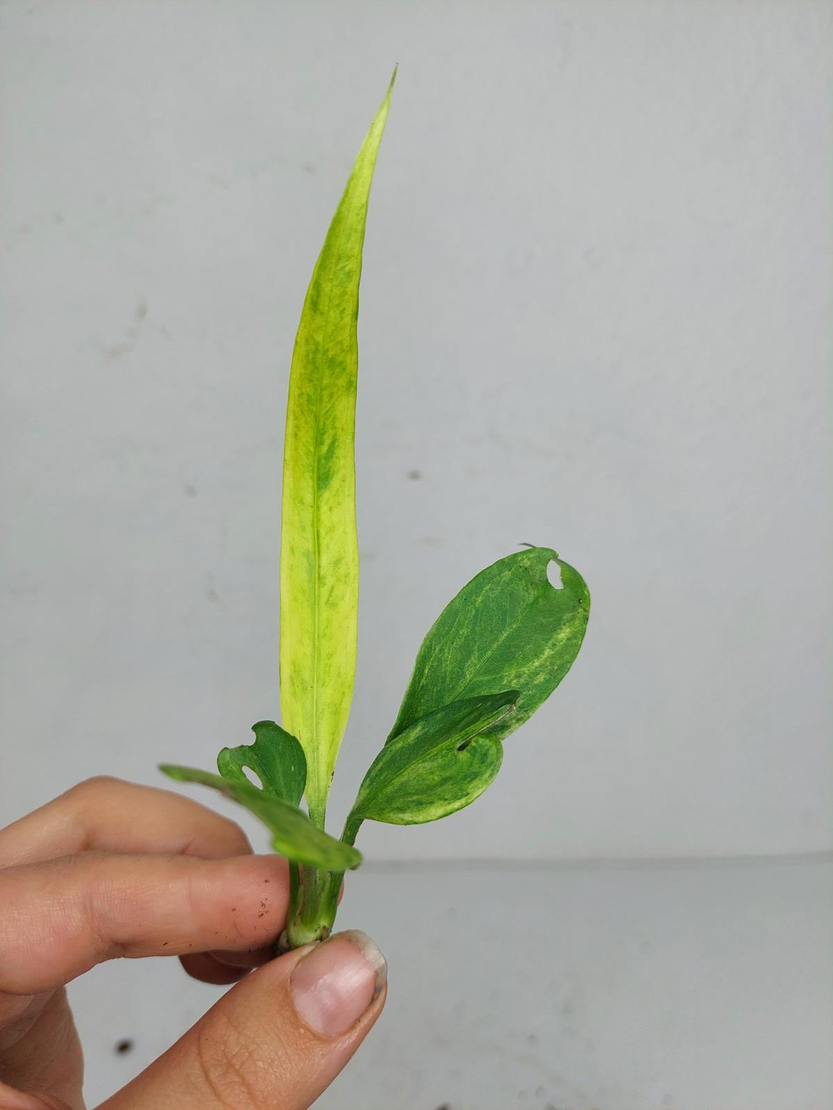 Anthurium Vittarifolium Variegata