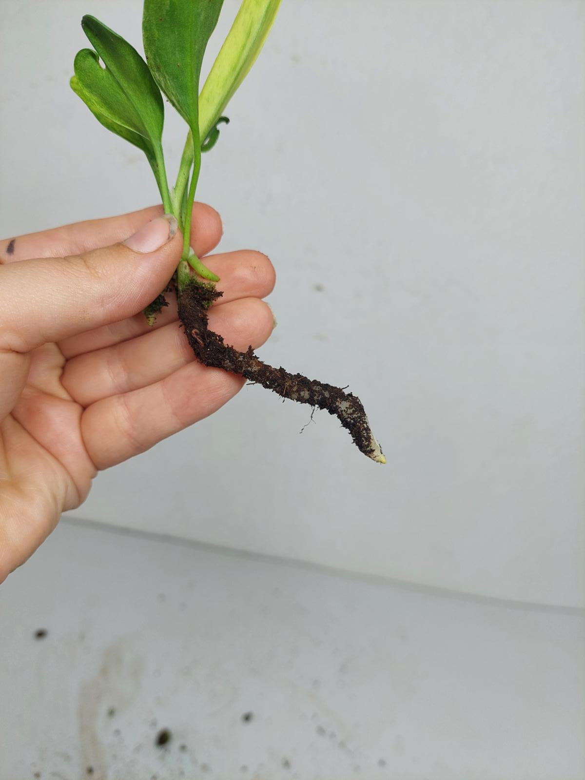 Anthurium Vittarifolium Variegata