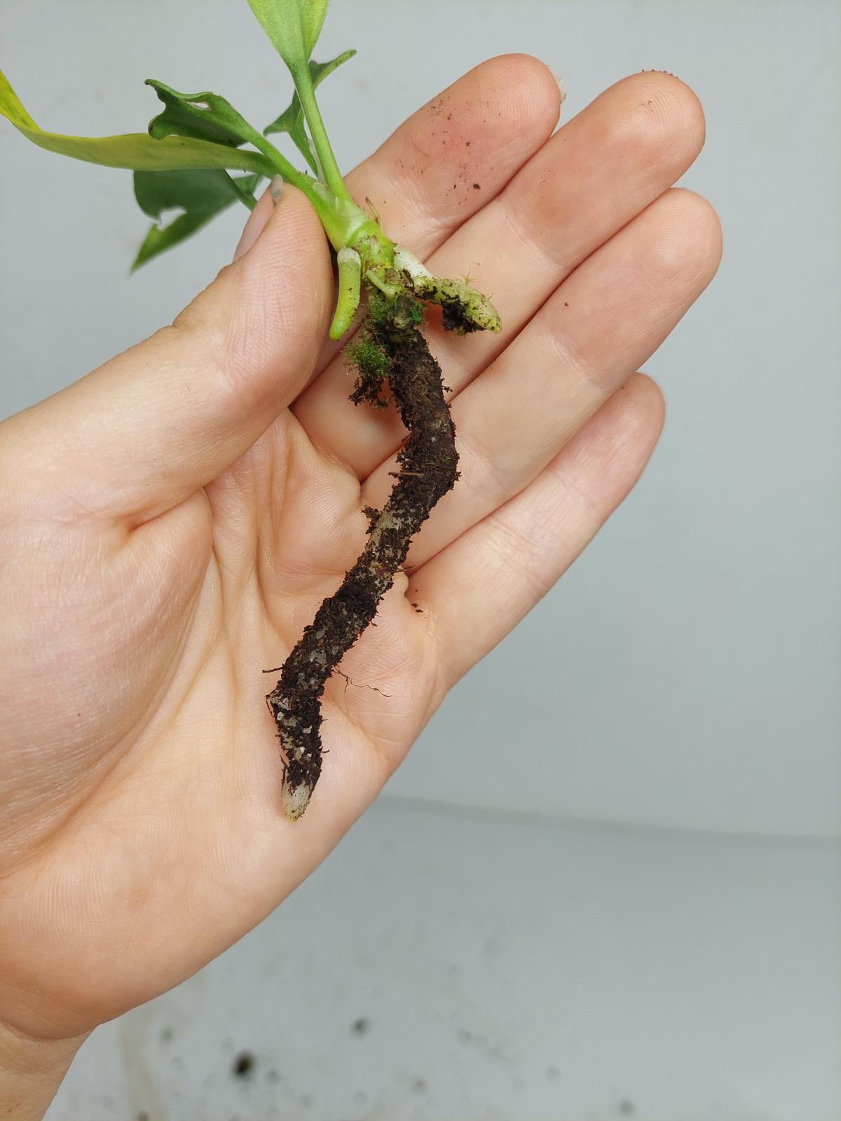 Anthurium Vittarifolium Variegata