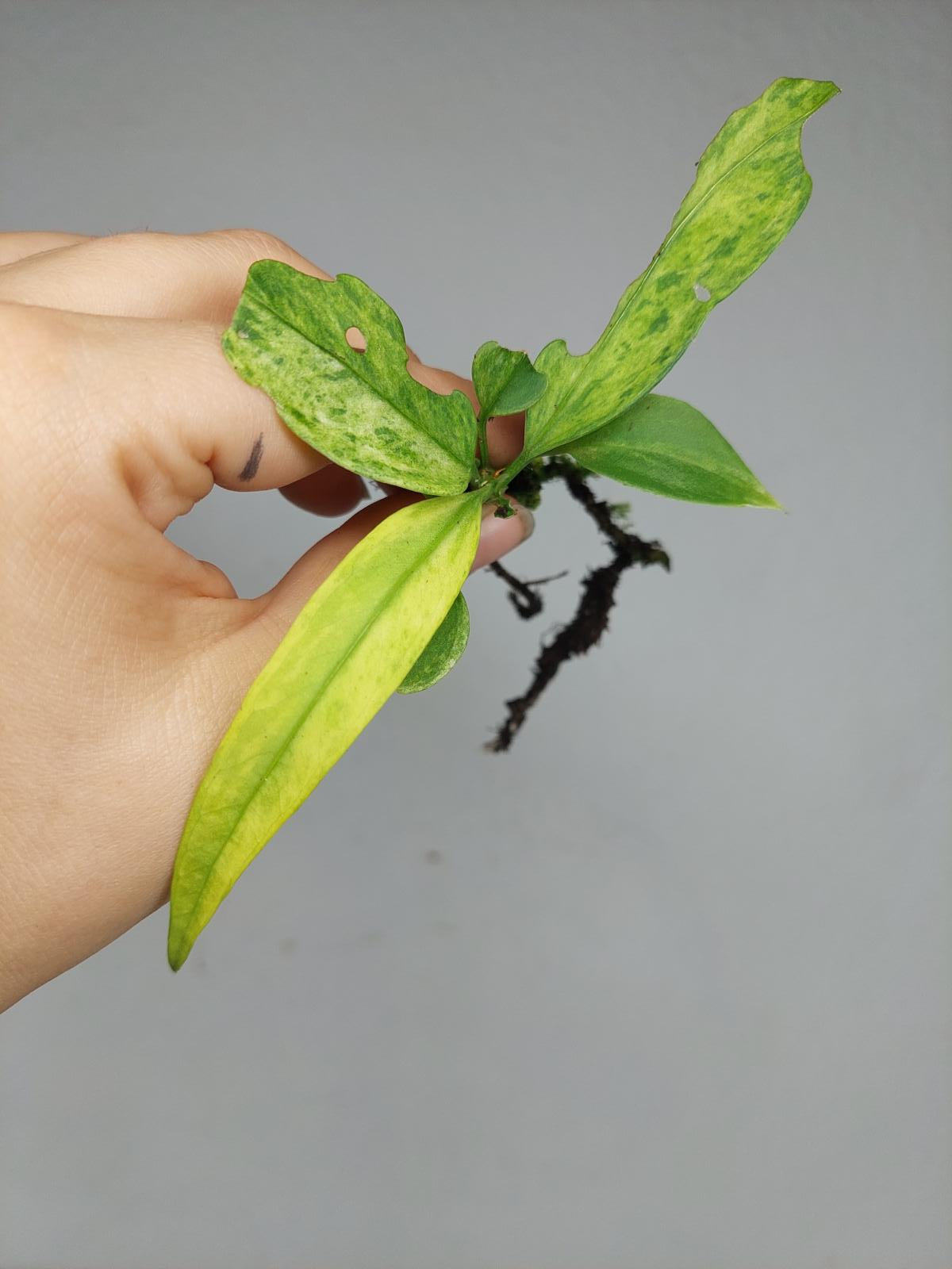 Anthurium Vittarifolium Variegata