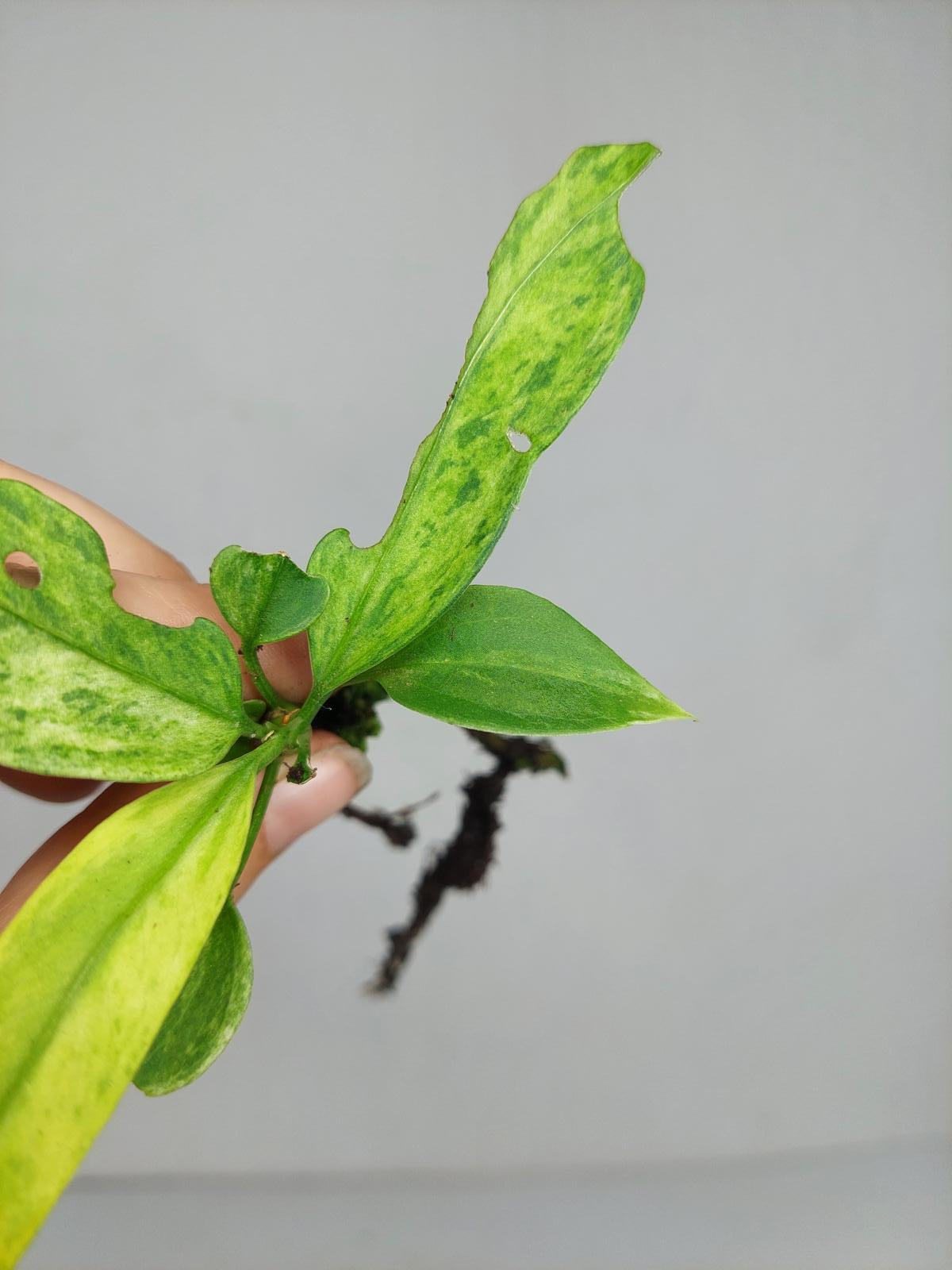 Anthurium Vittarifolium Variegata