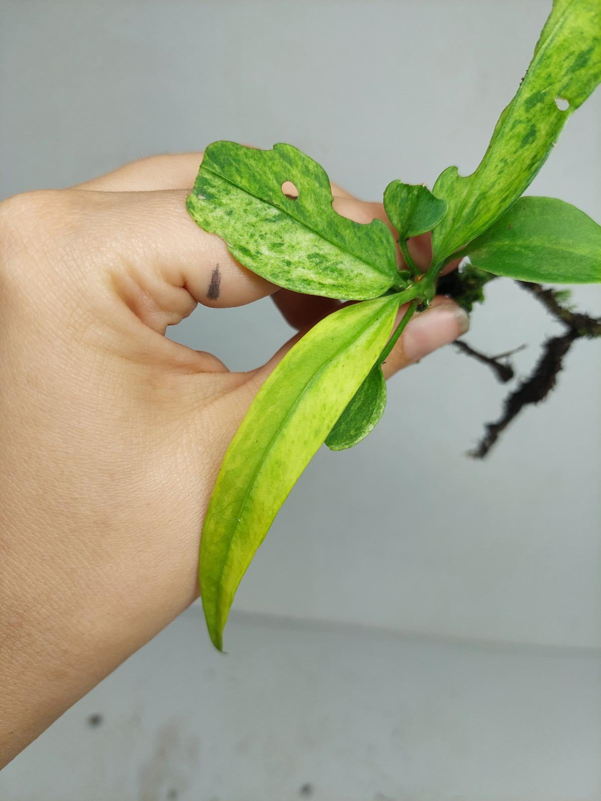 Anthurium Vittarifolium Variegata