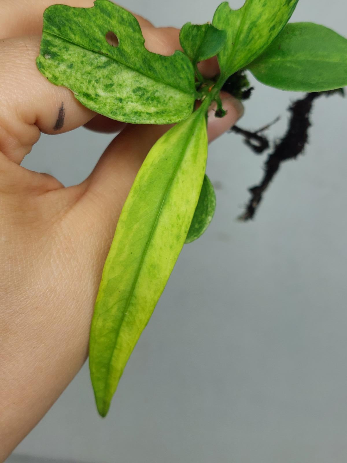 Anthurium Vittarifolium Variegata