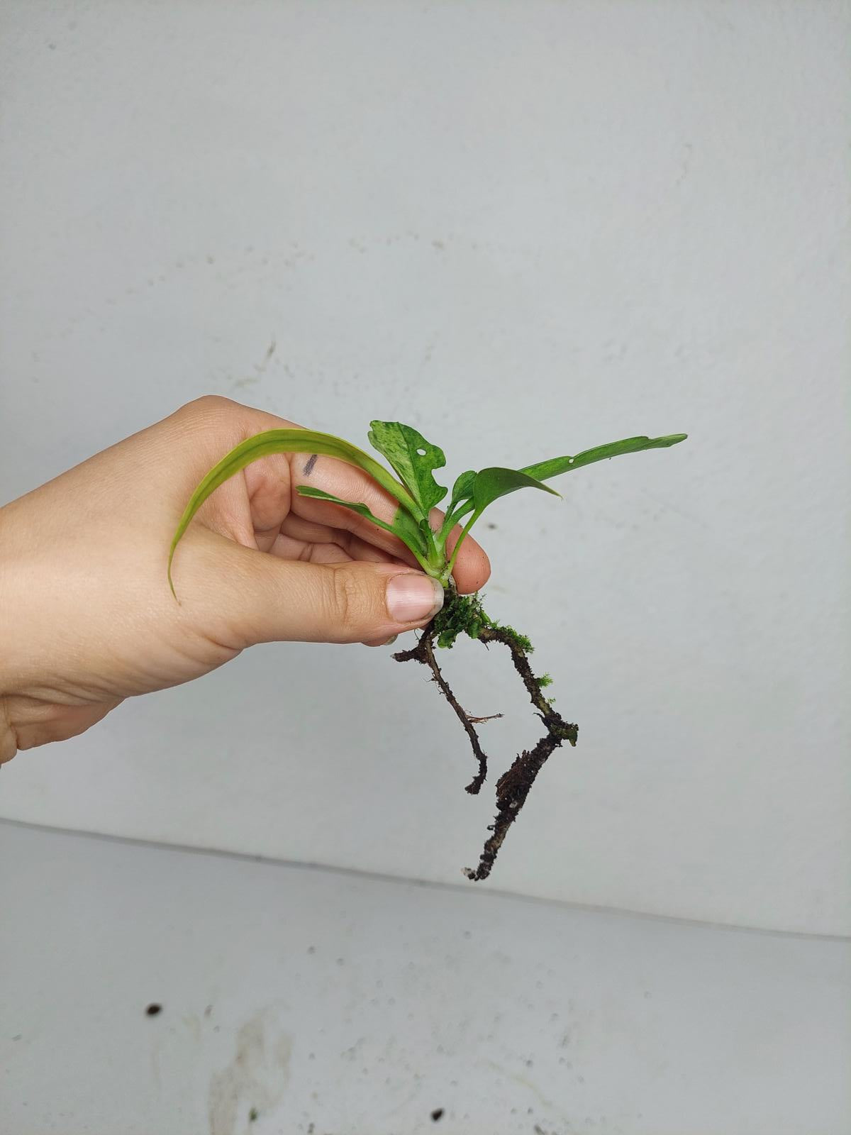 Anthurium Vittarifolium Variegata