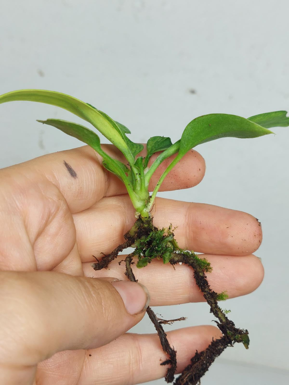 Anthurium Vittarifolium Variegata