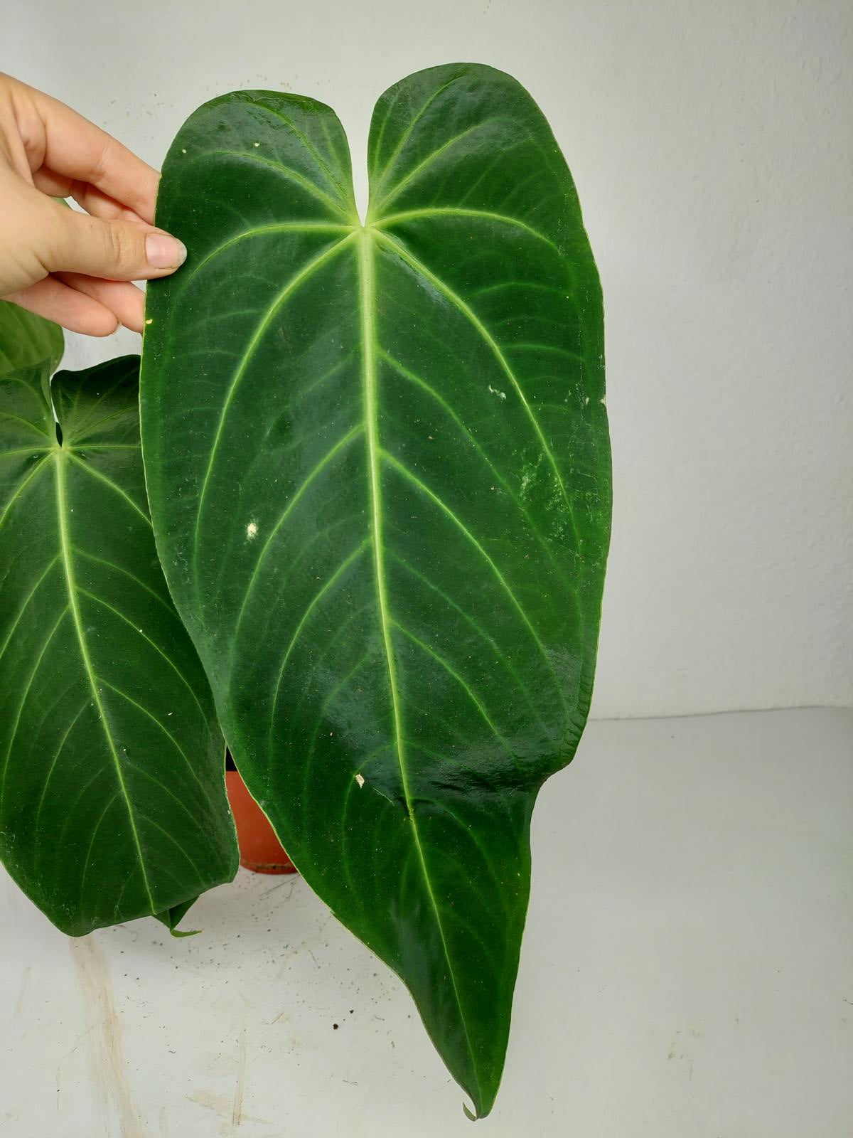Anthurium Warocqueanum x Waterburyanum