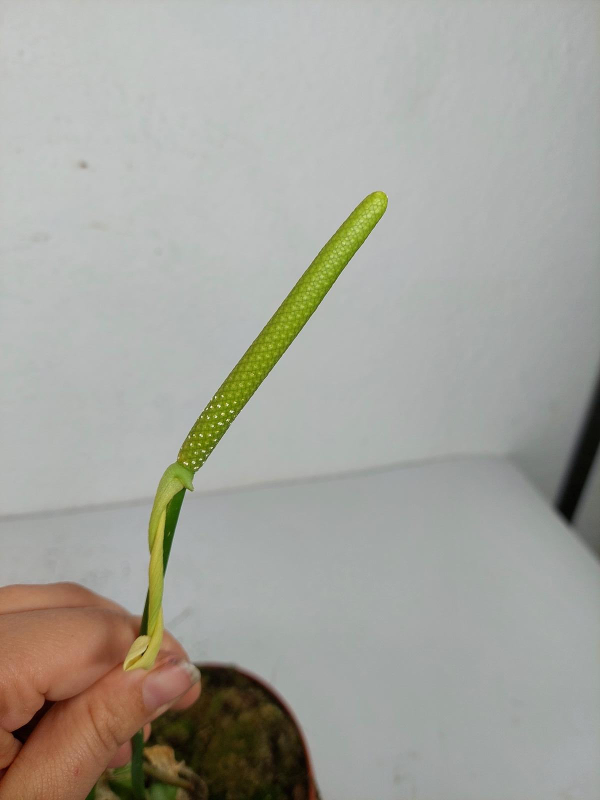 Anthurium Warocqueanum x Waterburyanum