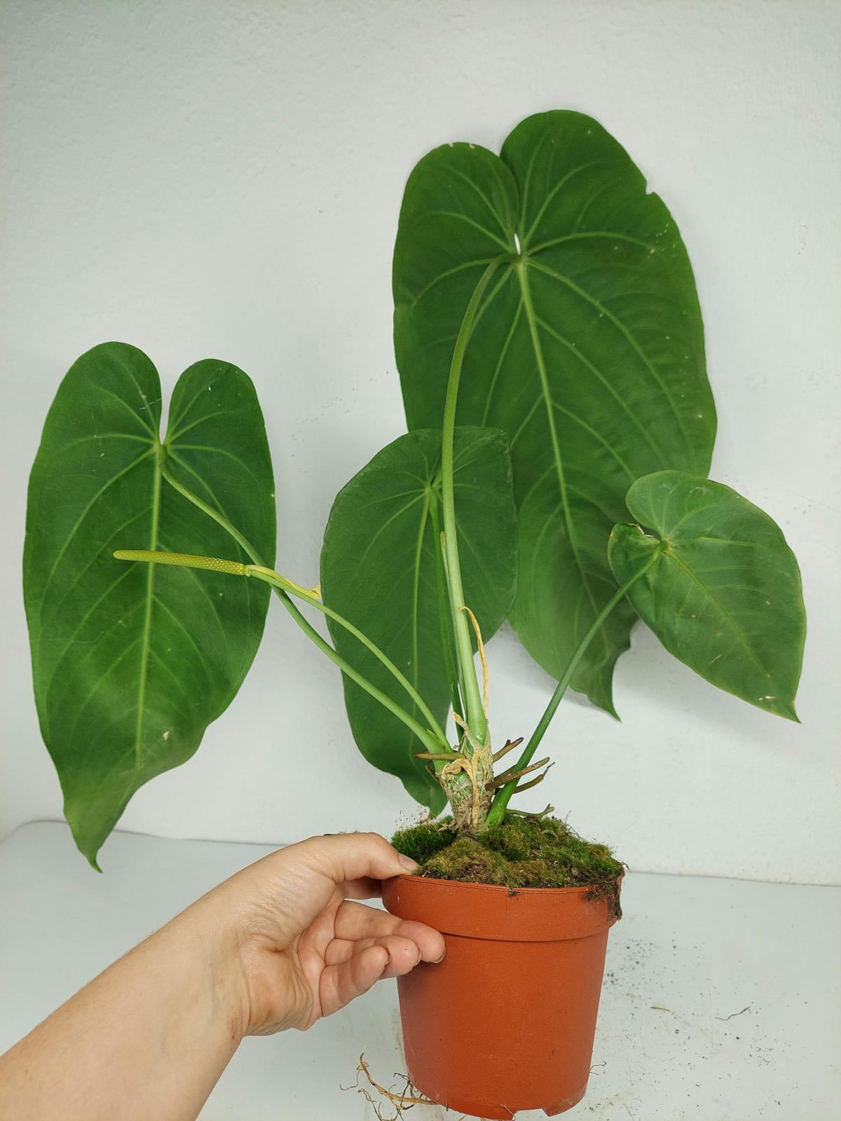 Anthurium Warocqueanum x Waterburyanum