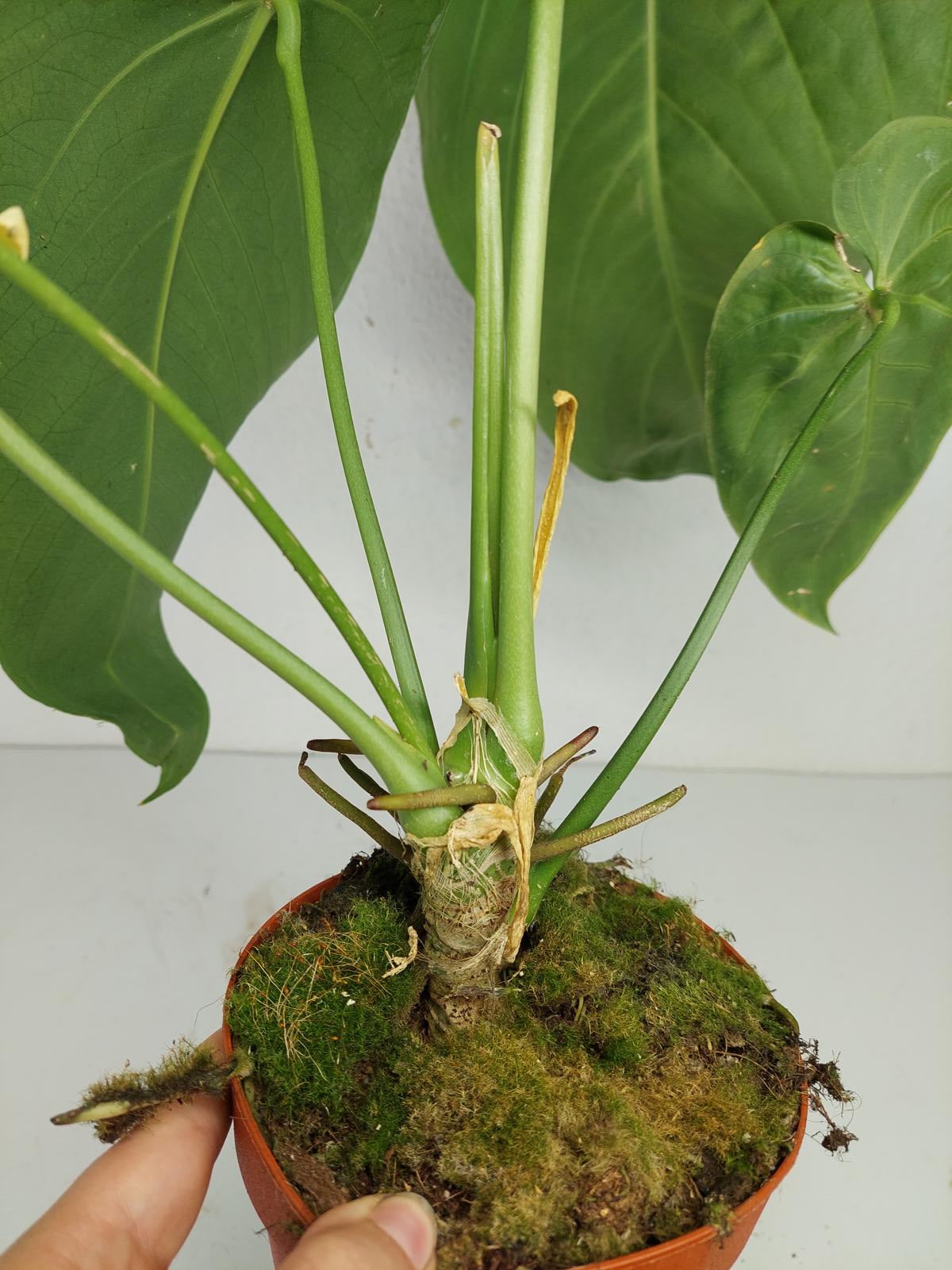 Anthurium Warocqueanum x Waterburyanum