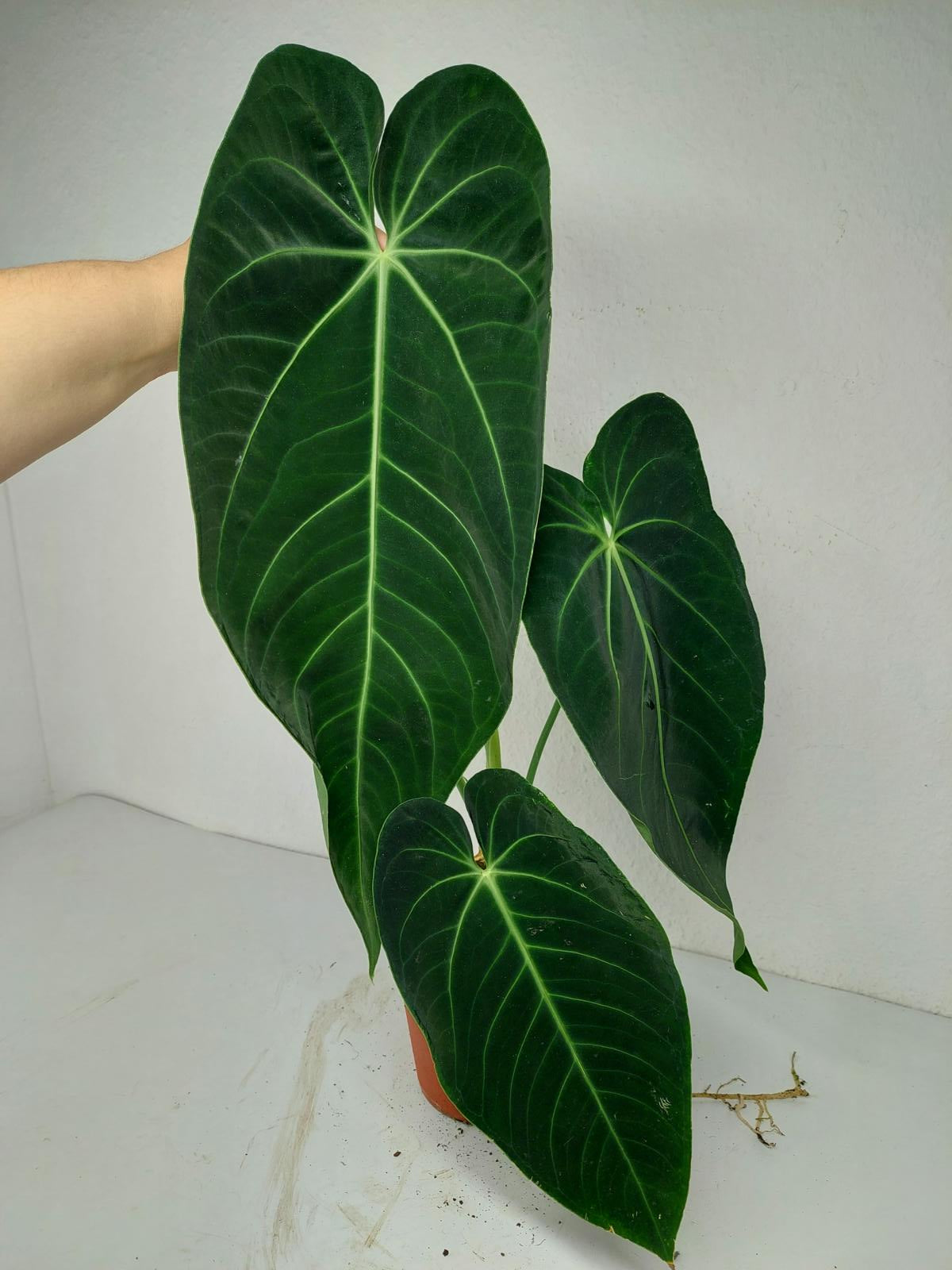 Anthurium Warocqueanum x Waterburyanum